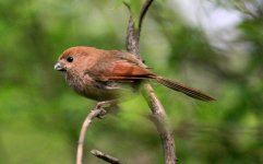 Vinous-throated Parrotbill.jpg