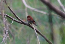 CHestnut Bunting.jpg