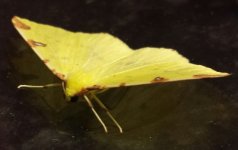 Brimstone Moth.jpg