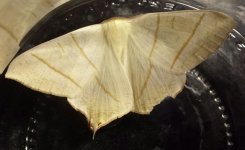 Swallow-tailed Moth.jpg