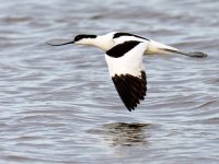 Pied Avocet (Recurvirostra avosetta)_17.jpg