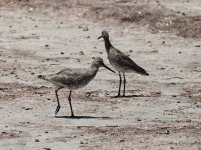 mini-Willet.JPG