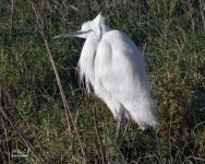 little egret1.jpg