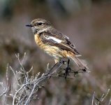 Female Stonechat No.2.May'14.jpg