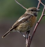 Female Stonechat May'14.jpg