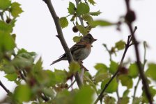 Brambling.jpg