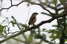 Brown Shrike.jpg