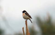 Siberian Stonechat.jpg