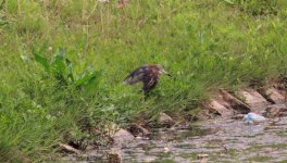 Chinese Pond Heron.jpg