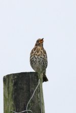 Song Thrush Nefyn point.jpg