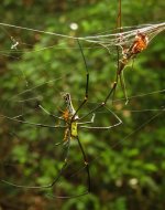 IMG_6131 Large Woodland Spiders @ Pui O.jpg