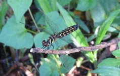 IMG_6120 dragonfly sp. @ Pui O.JPG