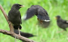 IMG_6151 Juv. Crested Myna @ Pui O.JPG