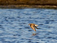 Ringed Plover (Charadrius hiaticula)_3.jpg