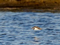 Ringed Plover (Charadrius hiaticula)_4.jpg