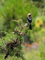 2014.07.05 Woodchat Shrike.jpg