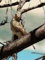 2014.07.05 Rock Sparrow.jpg