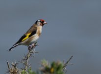 Goldfinch_Girdle Ness_290514a.jpg