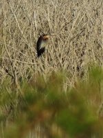 2014.07.05 Purple Heron.jpg