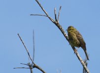 Yellowhammer_Girdle Ness_290514a.jpg