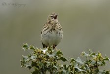 AWG  Tree Pipit..jpg