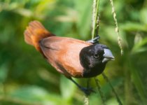 chestnut munia.jpg