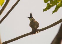 Red-whiskered Bulbul.jpg