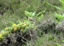 stonechat.jpg