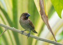 Scaly-breasted Munia.jpg