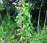 Broad-leaved Helleborine3.jpg