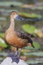 Lesser Whistling Duck.jpg