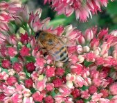 poss hoverfly 001.jpg