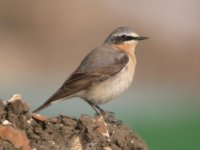 BF Wheatear 1.JPG