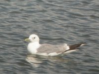 BF Common Gull 1.JPG