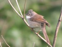 BF Common Whitethroat 1.JPG