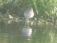 BF Wood Sandpiper 1.JPG