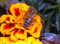 poss hoverfly 008.jpg