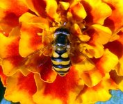 hoverfly 002.jpg