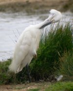 Little_Egret_Preening_WEB.jpg