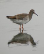 redshank.jpg