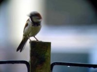 Optolyth Digiscope Adaptor Sparrow 1.jpg