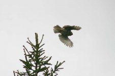 Hawk Owl - adult thumb 1.jpg