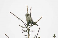 Hawk Owl - adult thumb 2.jpg