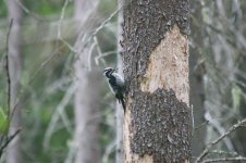 Three-toed Woodpecker thumb 1.jpg