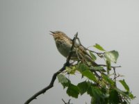 DPB Tree Pipit 1.JPG