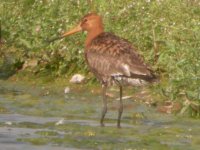 BF Black Tailed Godwit 1.JPG