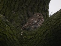 BP Little Owl 3.JPG