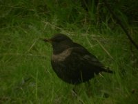 BWWT Ring Ouzel 1.JPG