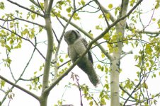 Hawk Owl - adult thumb 3.jpg