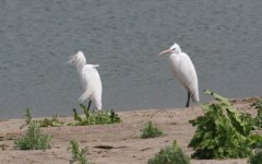 Chinese Egret.jpg